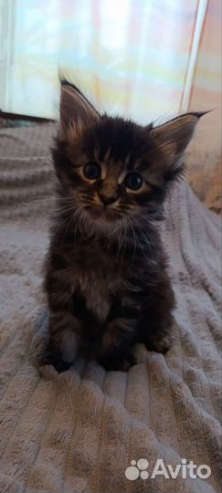 Котенок Мейн-кун