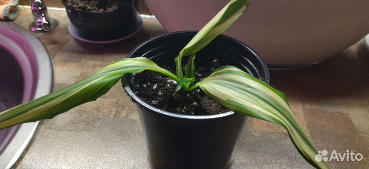 Драцена Йелоу Кост