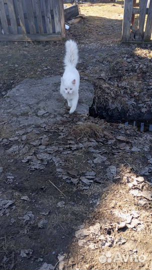 Кошки в добрые руки бесплатно