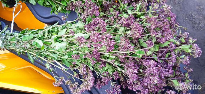 Трава душица, зверобой, тысячелистник