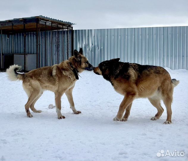 Овчаристый пёс с историей