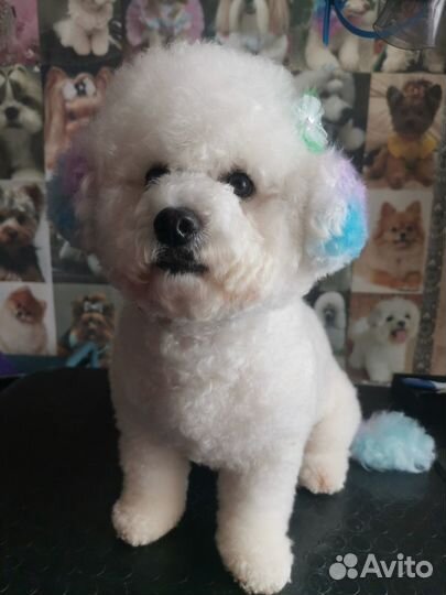 Мальтипу(Бишпу)