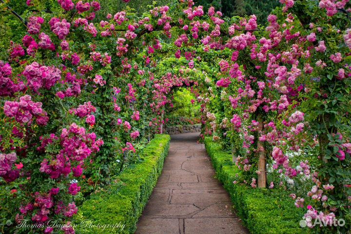 Саженцы Розы корнесобственные до 25см зкс доставка