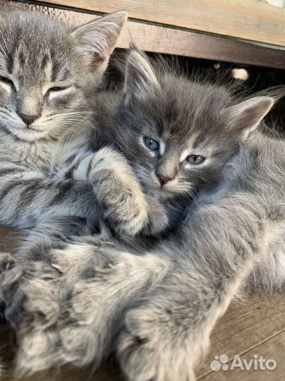 Серые котята пушистые мальчики (коты)