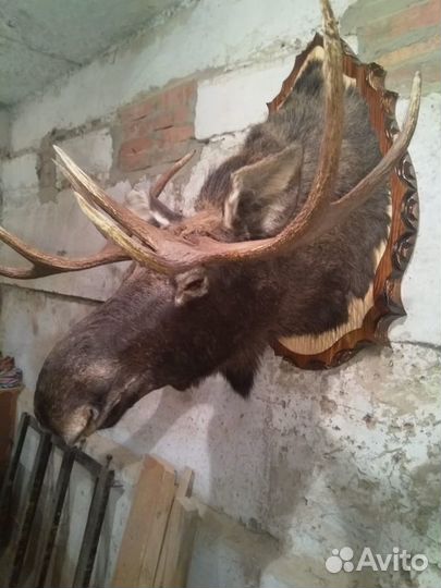 Чучела животных