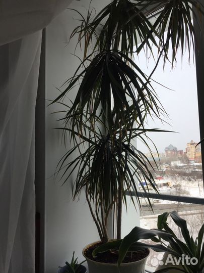 Драцена большая