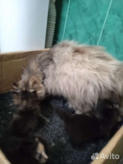 Котята смесь пород