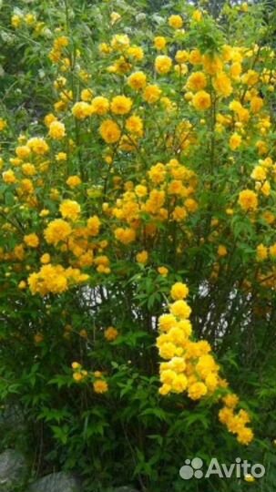 Керрия японская.Многолетний кустарник