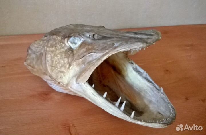 Чучело рыбы