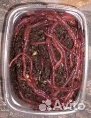 Черви для рыбалки