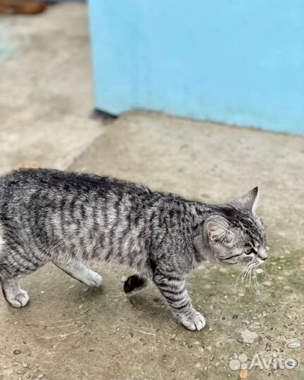 Отдам в добрые руки