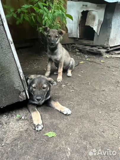 Щенки бесплатно в добрые руки