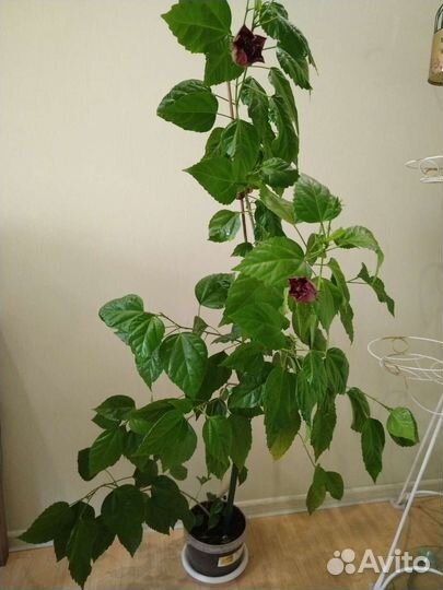 Гибискус китайская роза