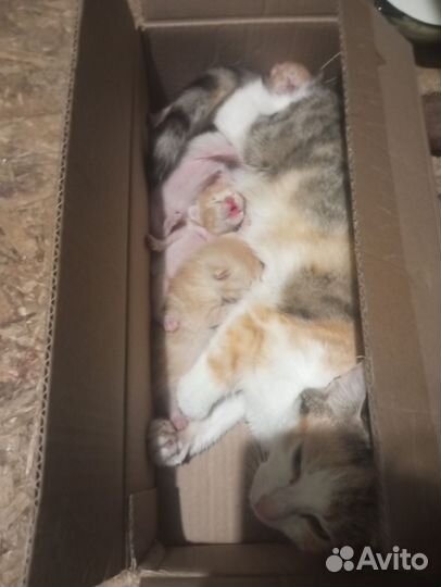 Пять котят.два рыжих и три белых