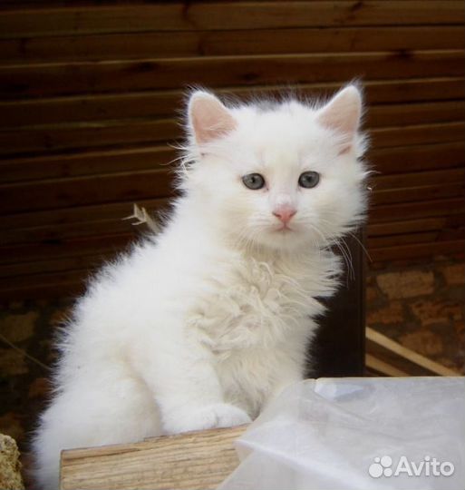 Котята турецкой ангоры