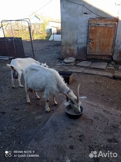 2 козы дойные