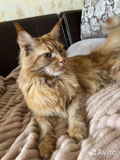 Мейн-кун девочка