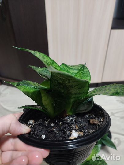 Сансевиерия мини