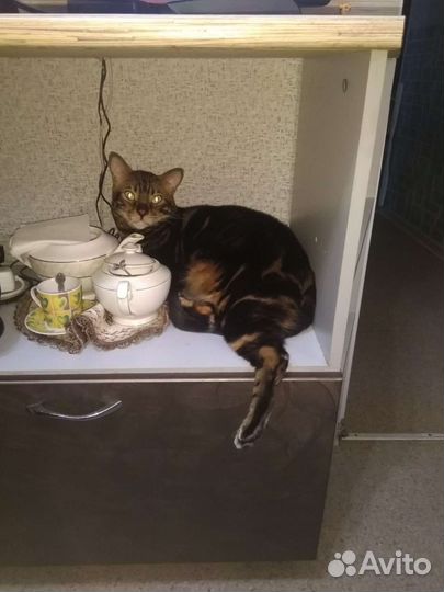 Бенгальский кот