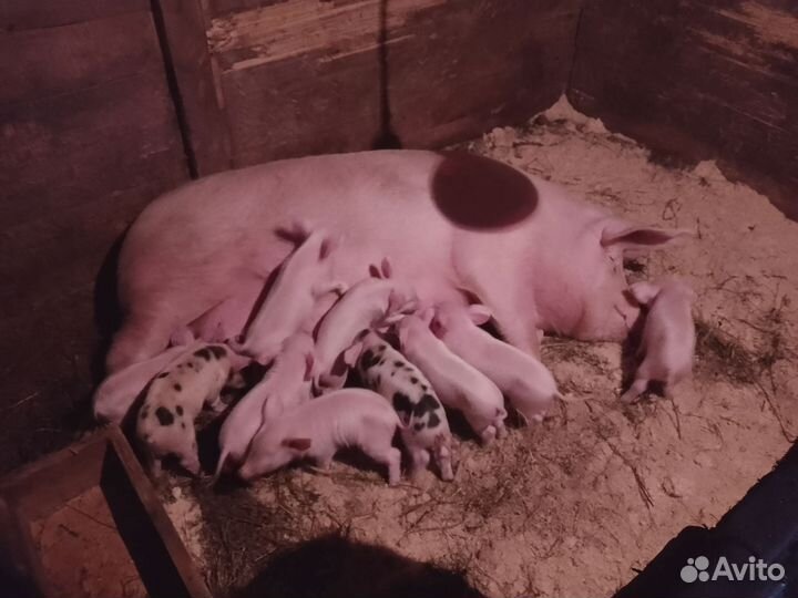 Поросенок ландрас