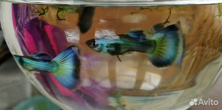 Гуппи гибрид малахита и черно-синей самки