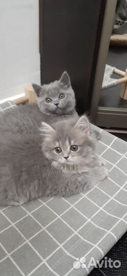 Британская