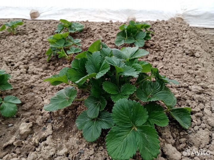 Клубника, цветы