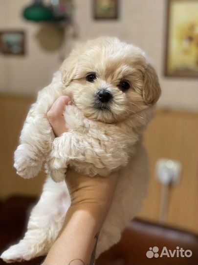 Мальтипу F1 мини бейби фейс милые пушистики