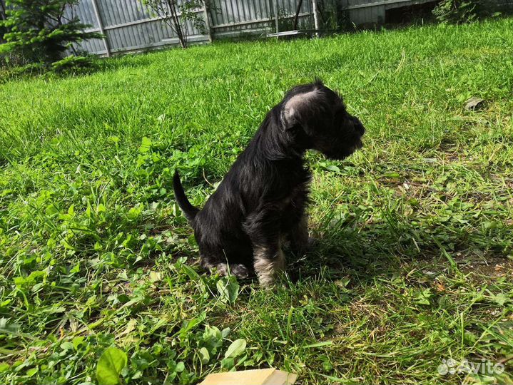 Щенок щвергшнауцера девочка