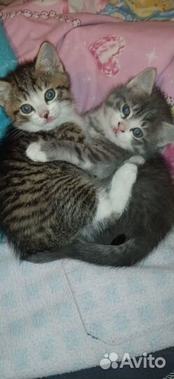 Отдам в добрые руки