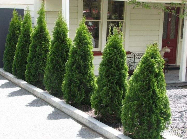 Туи с доставкой