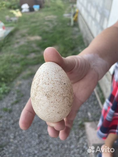 Инкубационное яйцо индюшек