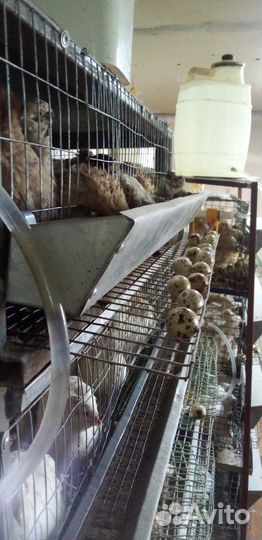 Инкубационное яйцо перепелов