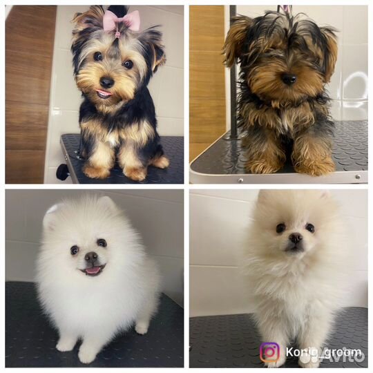 Груминг, стрижка собак и кошек, грумер