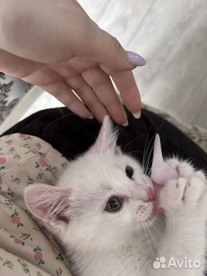 Белый котенок