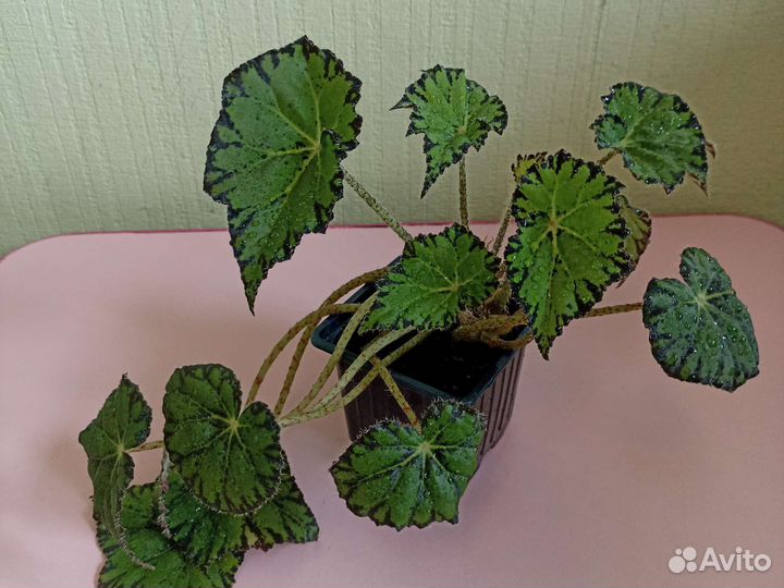 Бегония тигровая