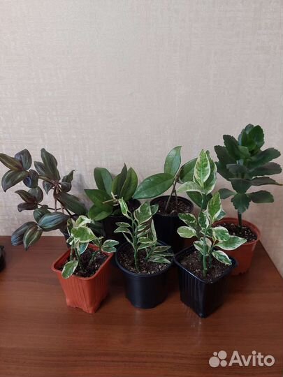 Комнатные цветы (разные)