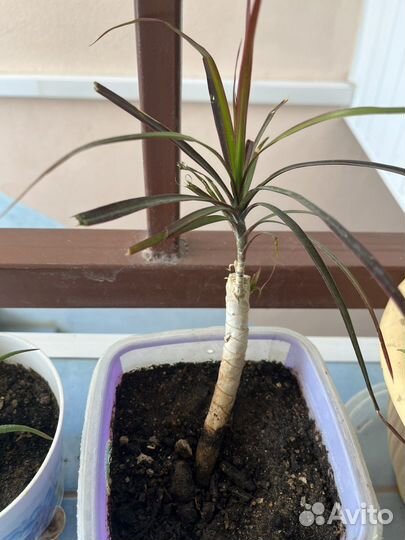 Драцена маргината