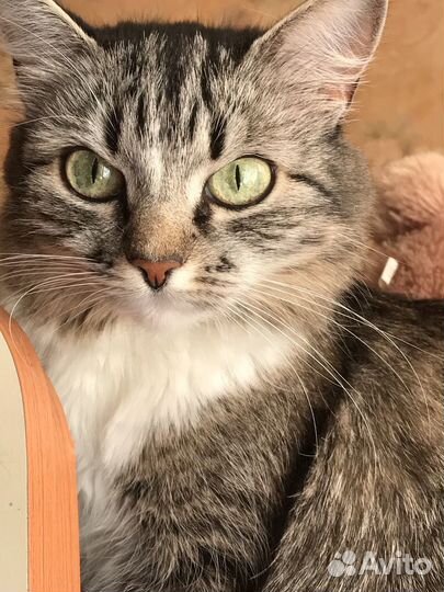 Отдам в добрые руки кошку