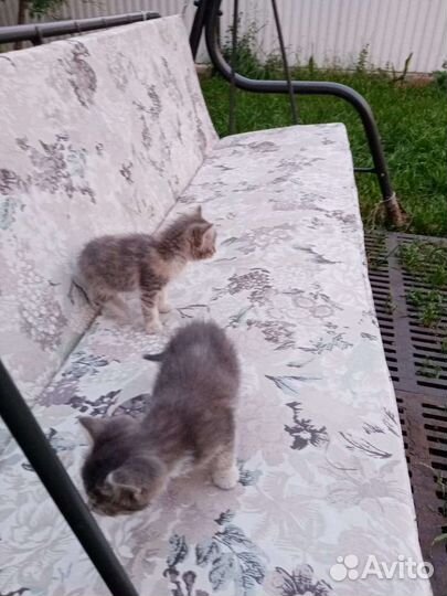 Трехцветные котята в добрые руки