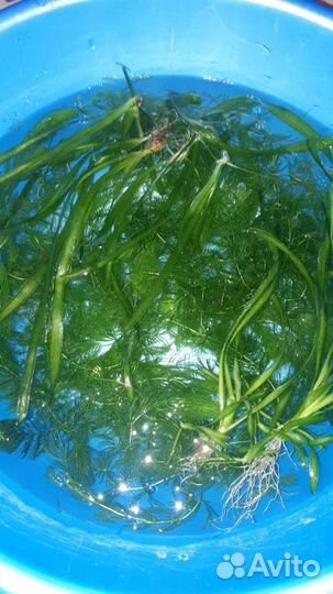 Аквариумное растение