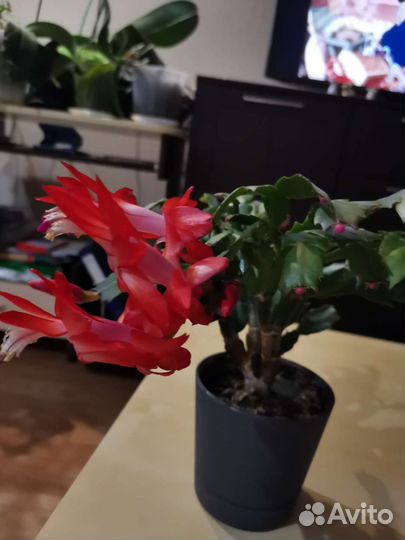 Цветок декабрист