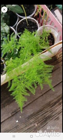 Аспарагусы сортовые, традесканция, азистазия вар