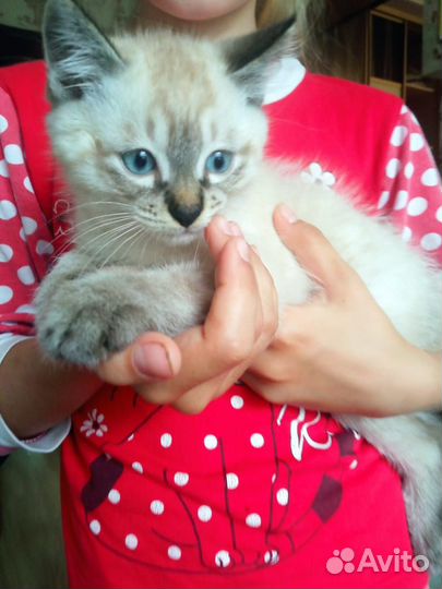 Тайские котята