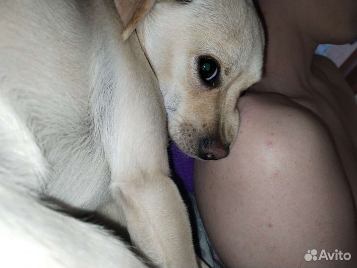 Вязка чихуахуа