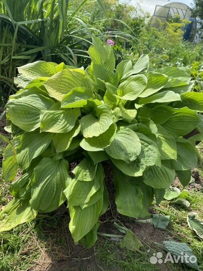 Хоста растение