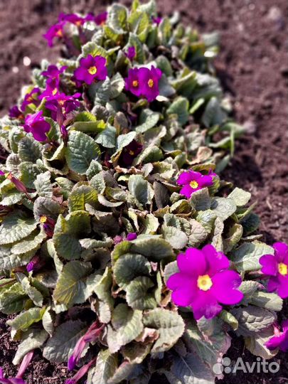 Цветы для огорода