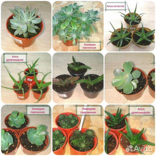 Комнатные цветы в кашпо и горшках