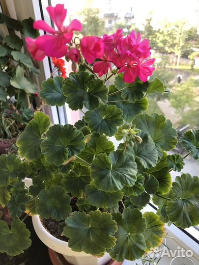 Пеларгония герань