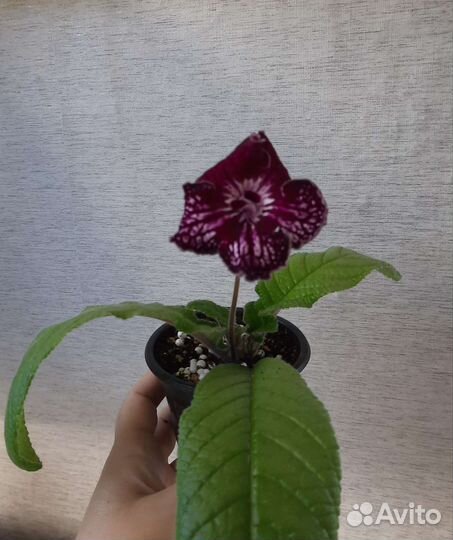 Стрептокарпус